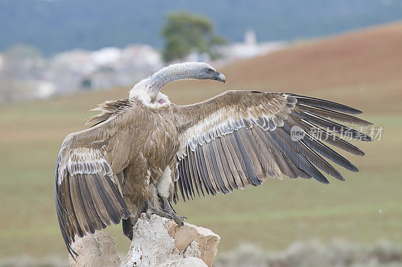 兀鹫(Gyps fulvus)。